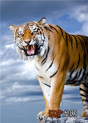 梦见老虎追自己