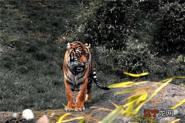 梦见老虎追自己