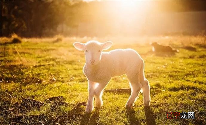 俗语：“男怕属鸡，女怕属羊”为何这样说？有什么道理吗？