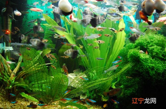 关于养金鱼的家居风水讲究