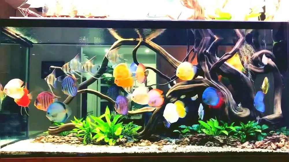 关于养金鱼的家居风水讲究