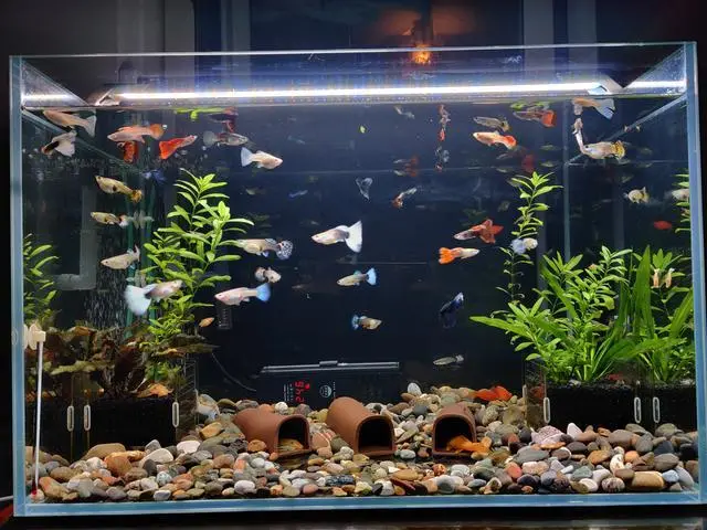 关于养金鱼的家居风水讲究