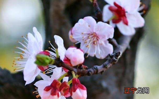 怎样知道正缘出现了,正缘来临前会很倒霉