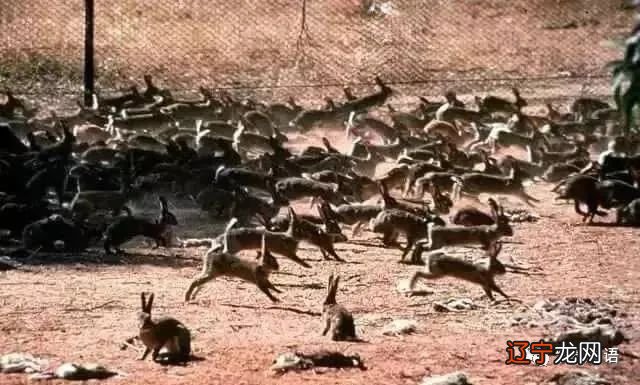 “ 放生 ” 的功德有多大? #N04