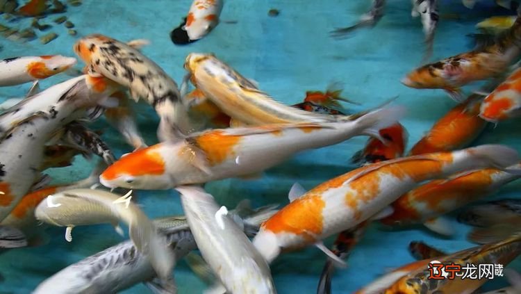 北大博士讲述:放生的神奇真的不是我们能够想象的