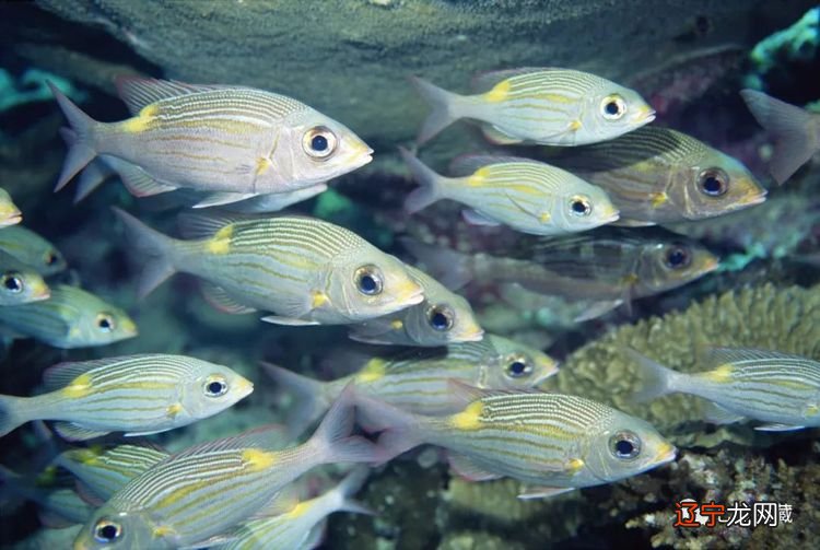 北大博士讲述:放生的神奇真的不是我们能够想象的