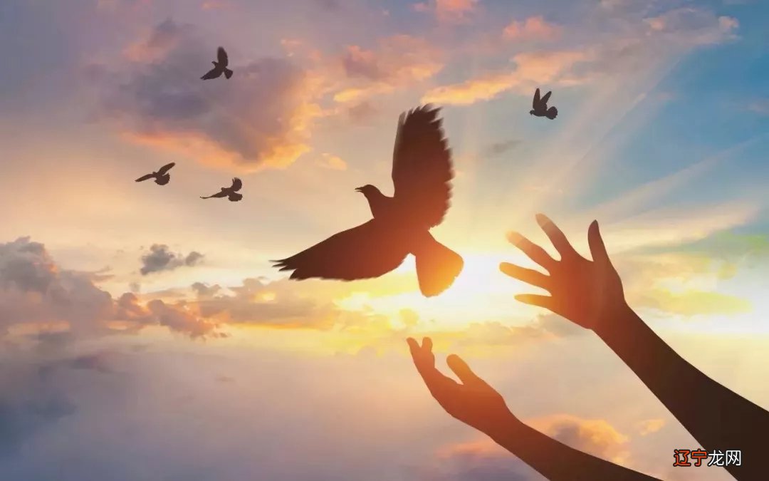 放生的功德福报,真是不可思议!