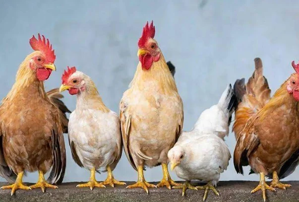 属鸡的年份及年龄对照，属鸡的是哪年出生的