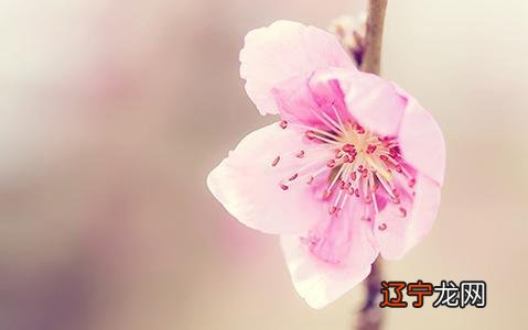 在线算命免费算婚姻:八字算命测算婚姻测命运 免费测算桃花运