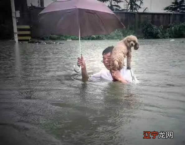 82属狗人的灾难年龄是哪年