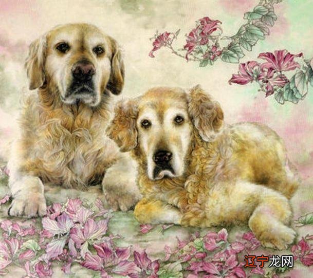 属狗的是哪一年