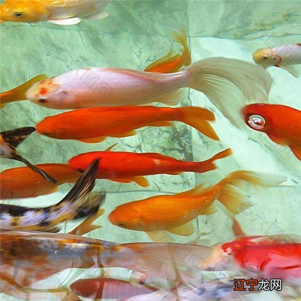 怀孕做梦梦到鱼是什么征兆？