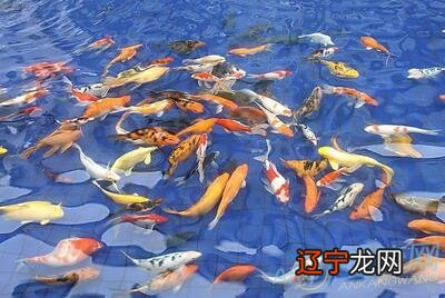 怀孕做梦梦到鱼是什么征兆？