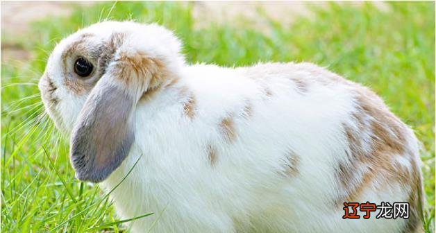 属兔城头土命好不好 一生财运好吗