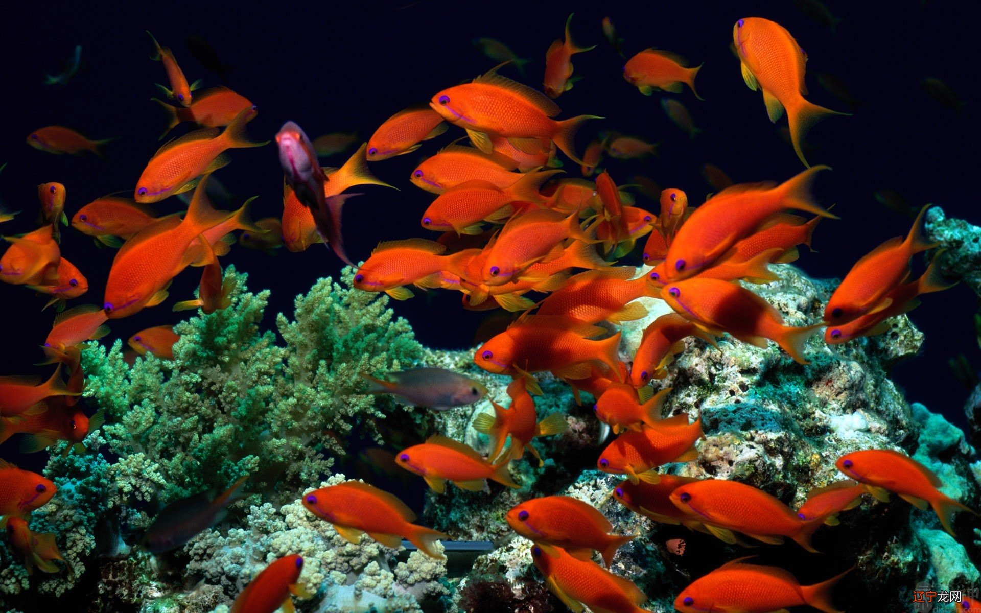 梦见田里好多鱼