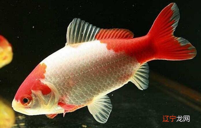 梦见田里好多鱼