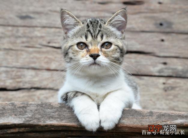 给猫咪取名字可别自己叫着好听,得让猫咪点点头才行