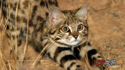 给猫咪取名字可别自己叫着好听，得让猫咪点点头才行