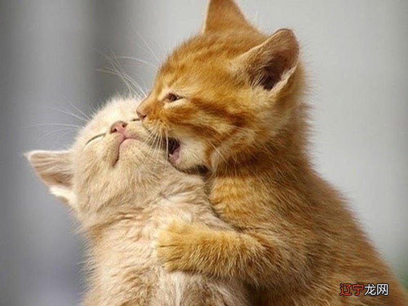 给猫咪取名字可别自己叫着好听，得让猫咪点点头才行