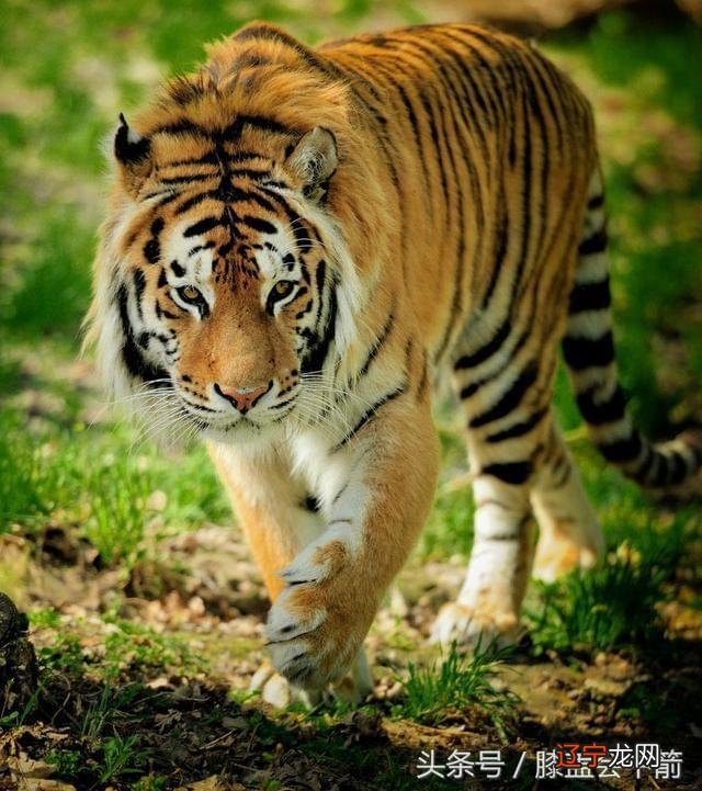 属虎的34岁婚配配什么,属虎的属相婚配表,属虎的和什么属相最配,属虎的