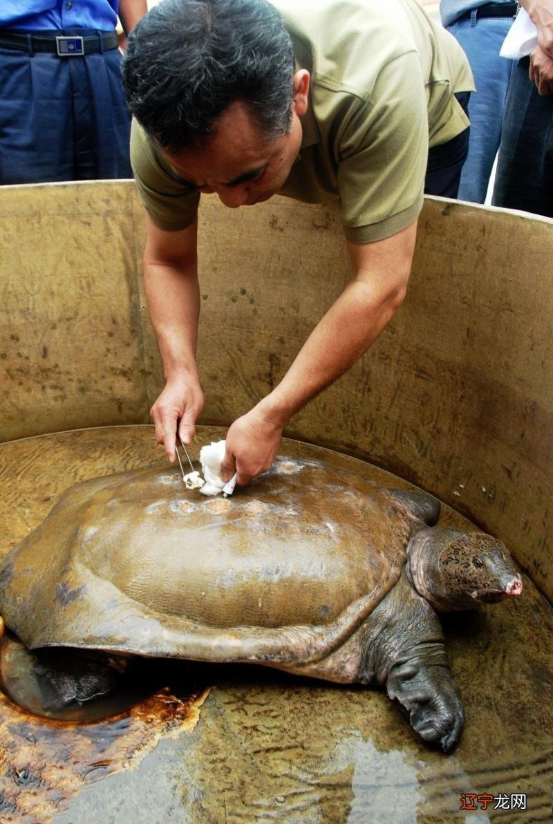 放生甲鱼的十种功德 放生甲鱼的真实功德