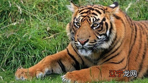 属虎的和什么属相最配_属相婚配和属相相克