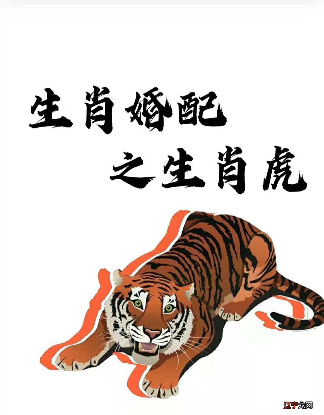 属相虎和什么生肖不和，属虎的和什么属相最配