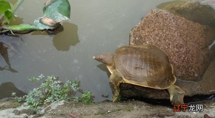 放生甲鱼的十种功德