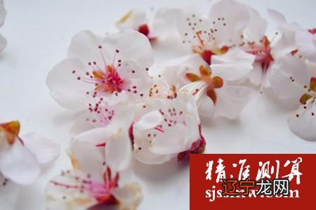 子女宫与桃花运