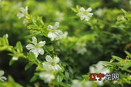 戊寅年的城头土命如何,命理好不好?