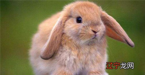 十二生肖的最佳婚配表 十二生肖婚配大解析0