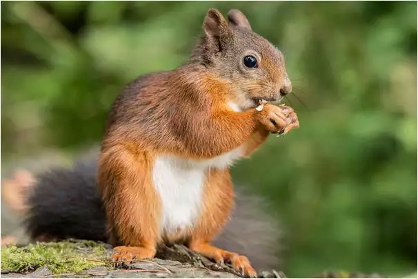 72年属鼠女一生婚姻好不好,1972年女属鼠婚婚姻姻财运
