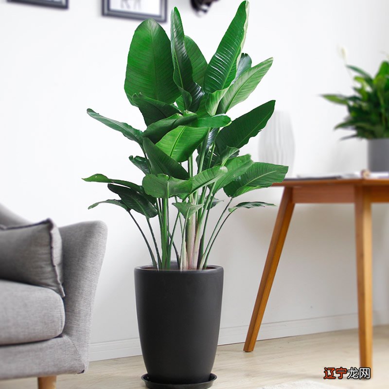 家庭植物风水图解