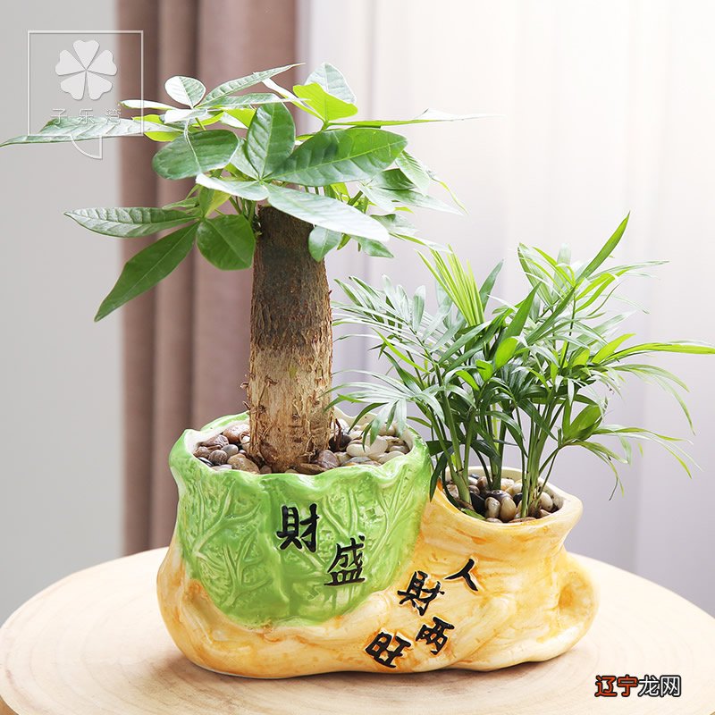 家庭植物风水图解