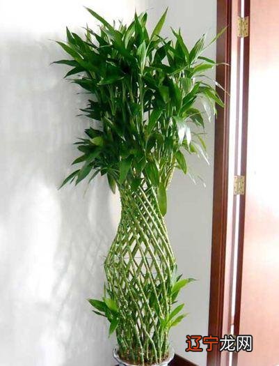 家庭植物风水图解