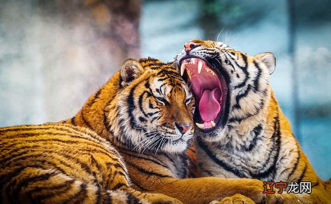 属虎和什么属相最配