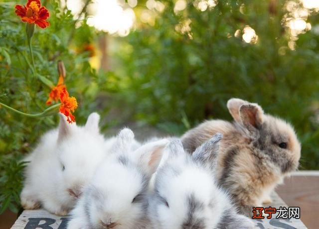 12生肖这样配对,就一辈子不缺钱花了!