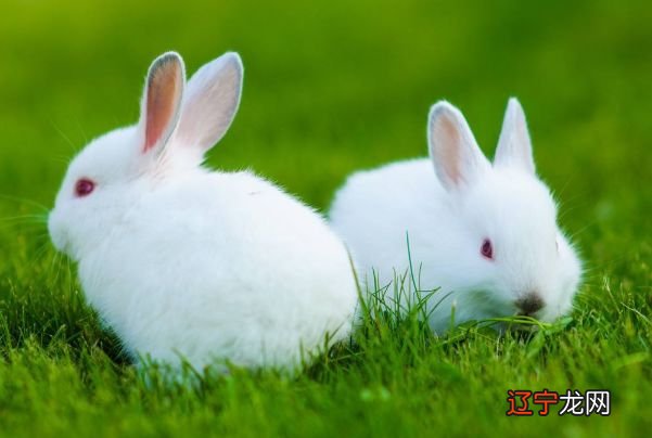 12生肖这样配对,就一辈子不缺钱花了!