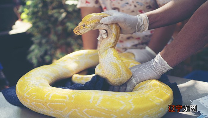 梦见好多蛇在我身上