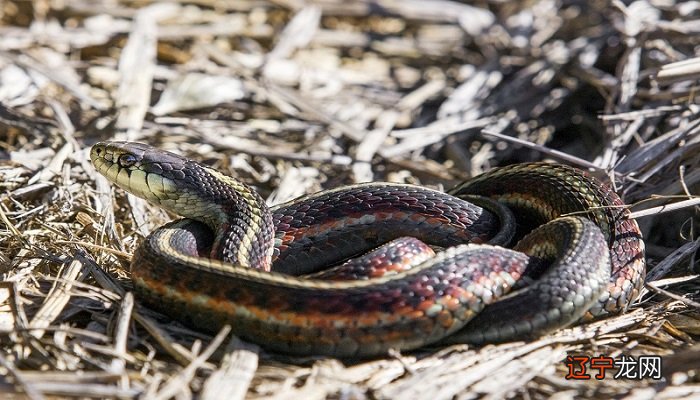梦见好多蛇在我身上