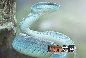 梦见很多蛇怎么办?