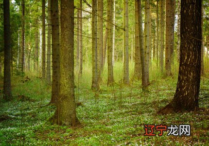 八字纳音五行解析——大林木