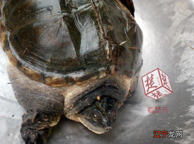 非法放生是杀生 必须依法惩治