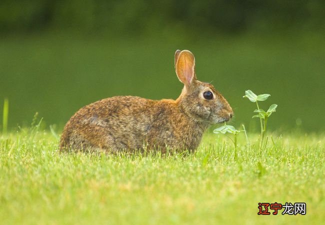 属兔2021年运势及运程辛丑年