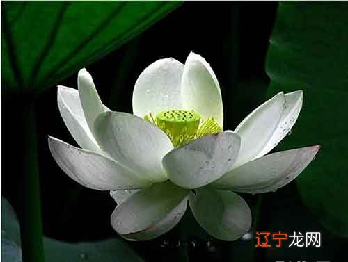 大安法师:三世因果迟速终有报