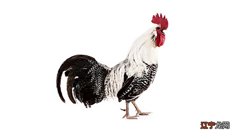 2017年属鸡和什么属相最合财