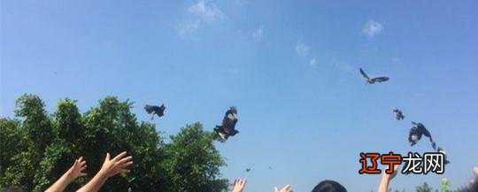 这10种方法,不用花钱,也能放生!