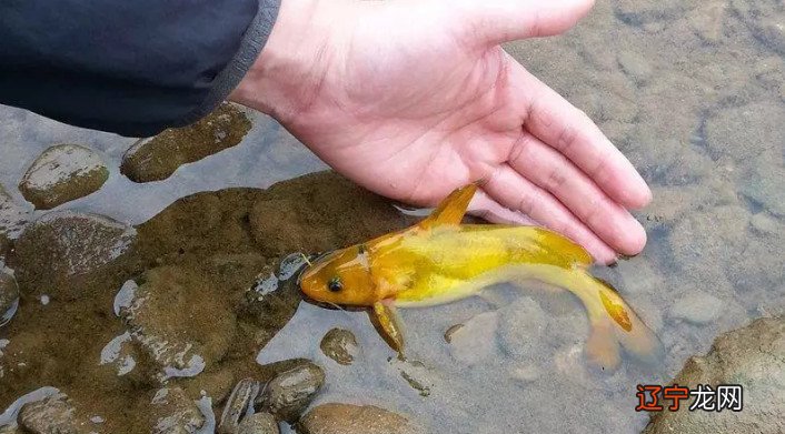 放生的好处_放生蛇的好处_放生好处