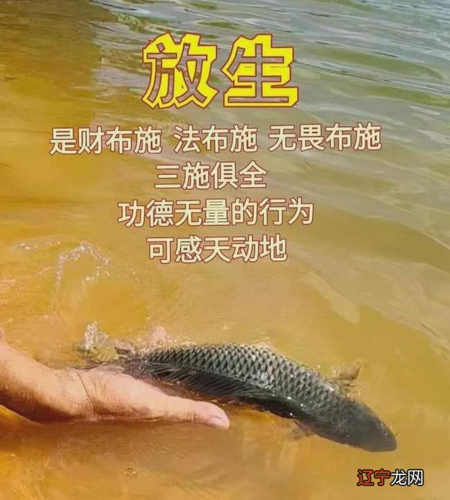 佛说：放生功德利益太大，经常放生，这二十件事让你如愿！