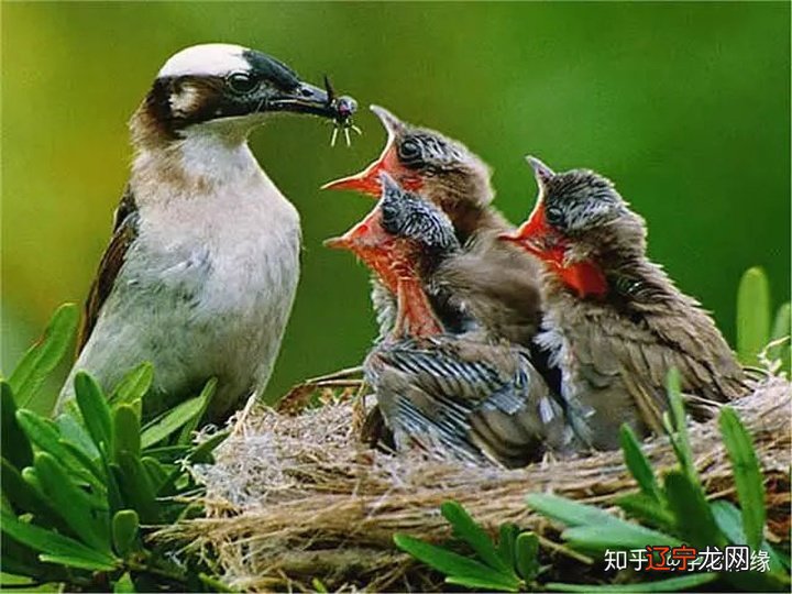 佛学:千万不要小看了放生,功德大得超乎想象!